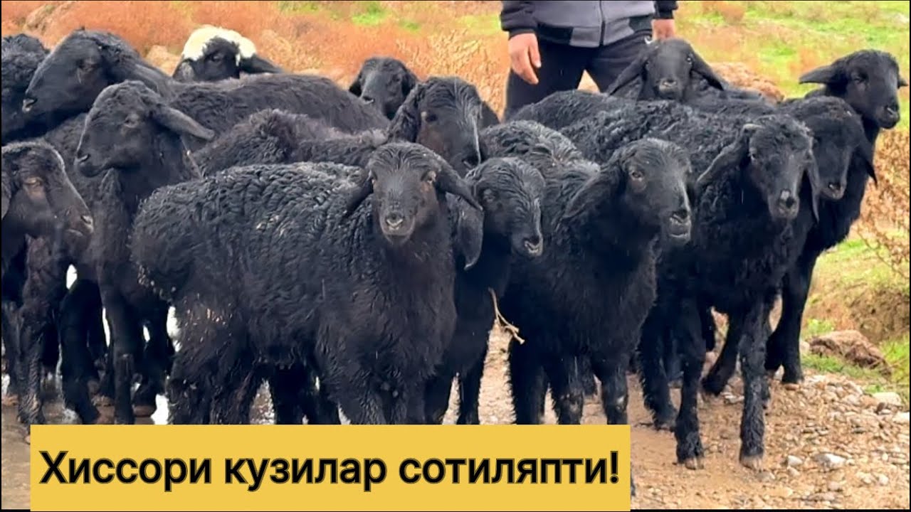 Хиссори кузилар 995780299☎️ 936320124☎️