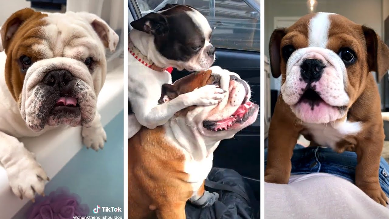 Cutest and Funniest BULLDOGS Compilation 🥰