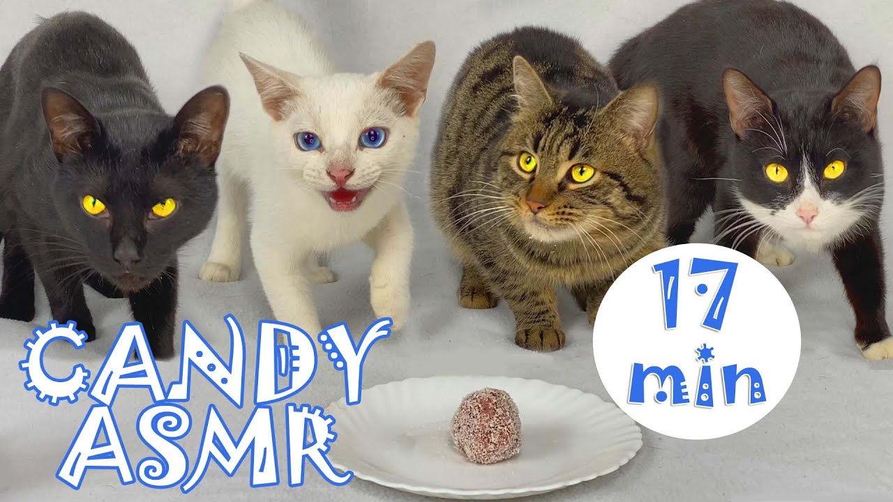 My 6 cats eating CAT SWEETS please share videos