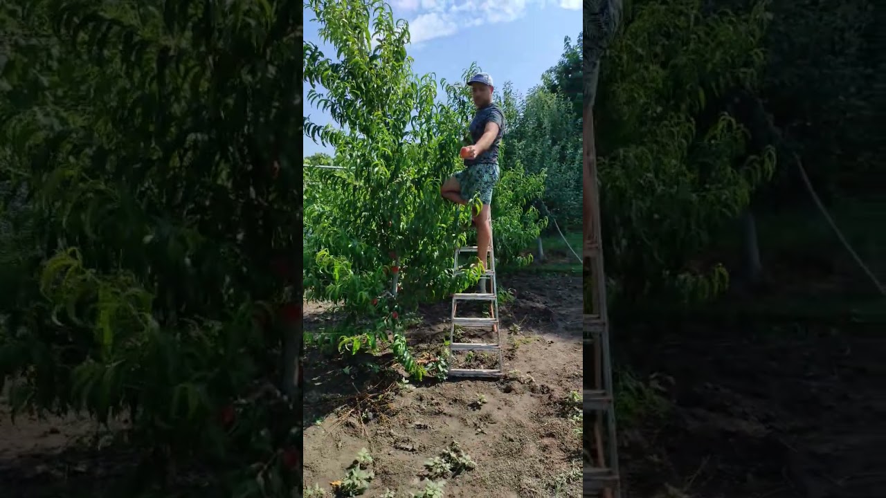 Персик на веретині 