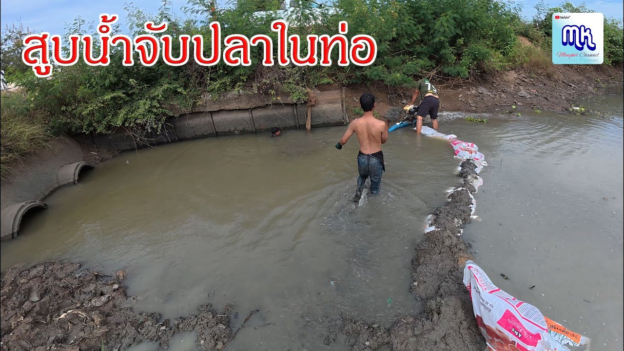 เหมาบ่อไม่ต้อง เหมาท่อข้ามคลองกันไปเลย สูบน้ำจับปลาในท่อกลางทุ่งนา