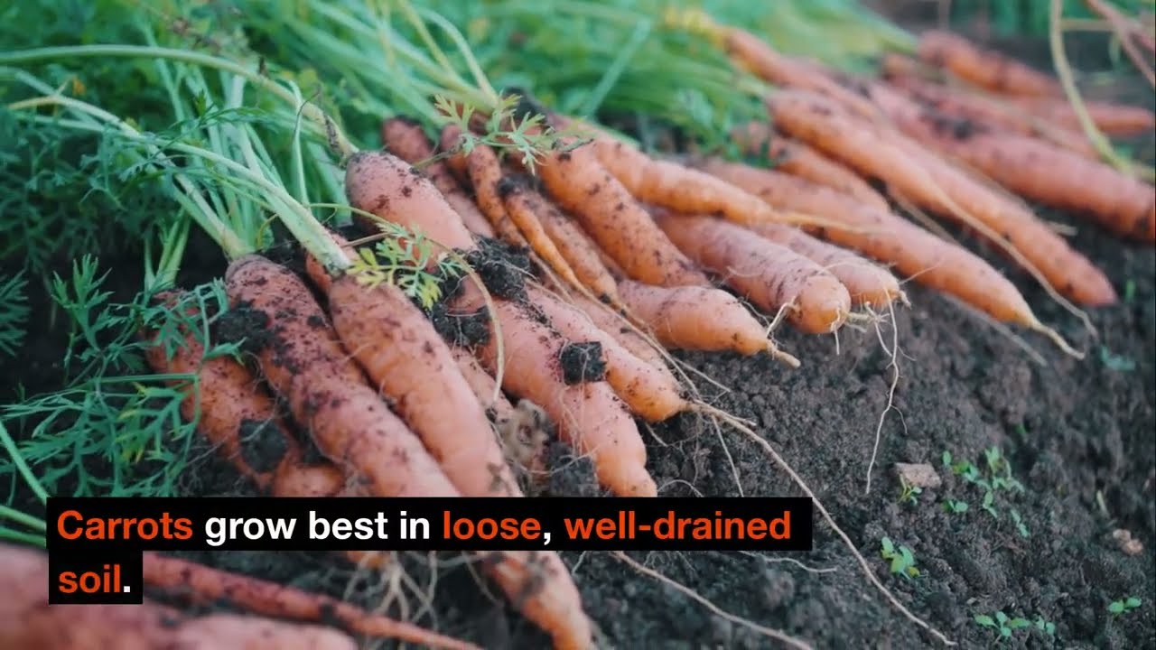 The Ultimate Guide to Growing Carrots