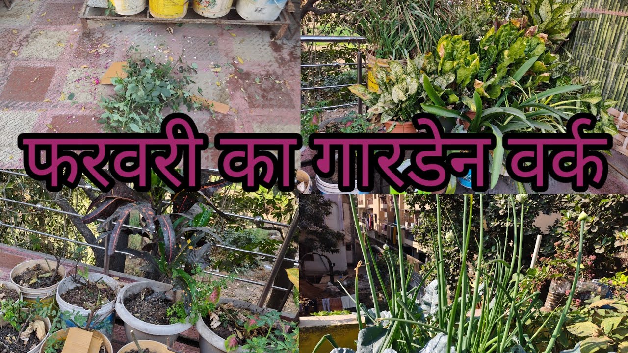 Care of my terrace garden# cleaning of terrace garden