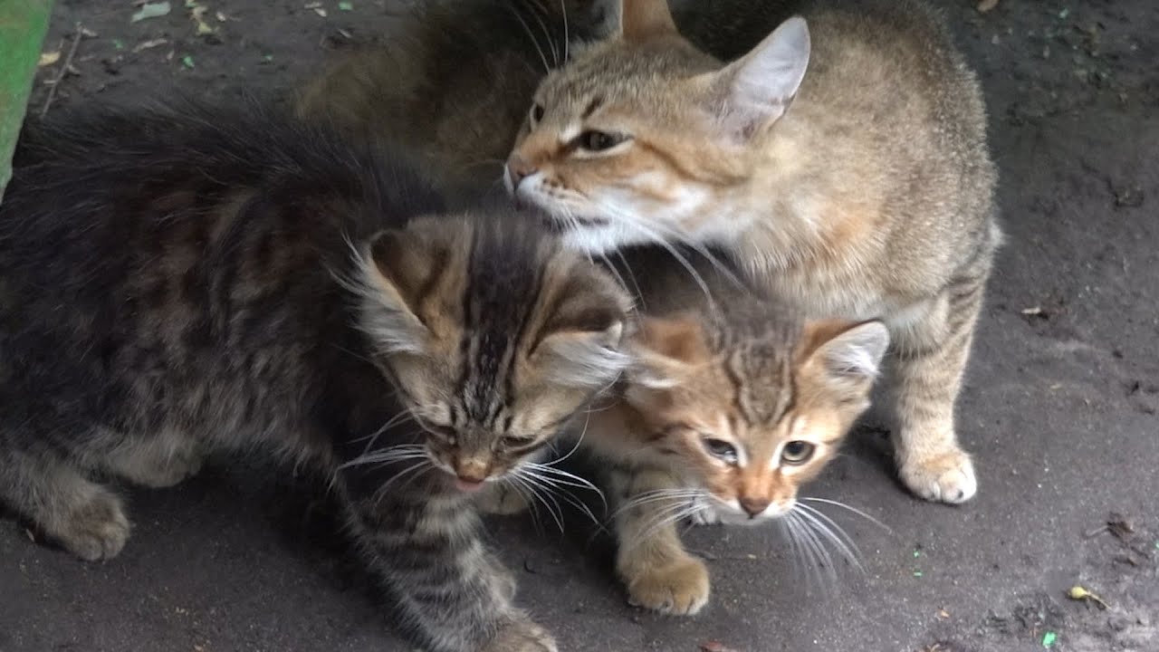 Four cute kittens with mother and father