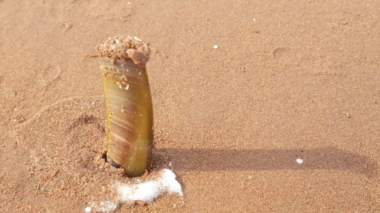 아직도 바다에 소금 뿌리니? 대형 맛조개 잡는 방법