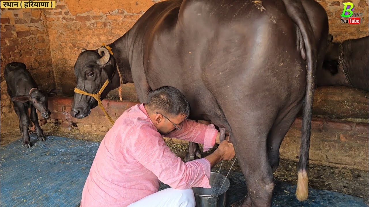 हरियाणा प्रदेश मे अलग अलग जगहों से पांच से अधिक भैंस खरीद लिए हैं गाजीपुर जिला के लिए | Bipin Singh