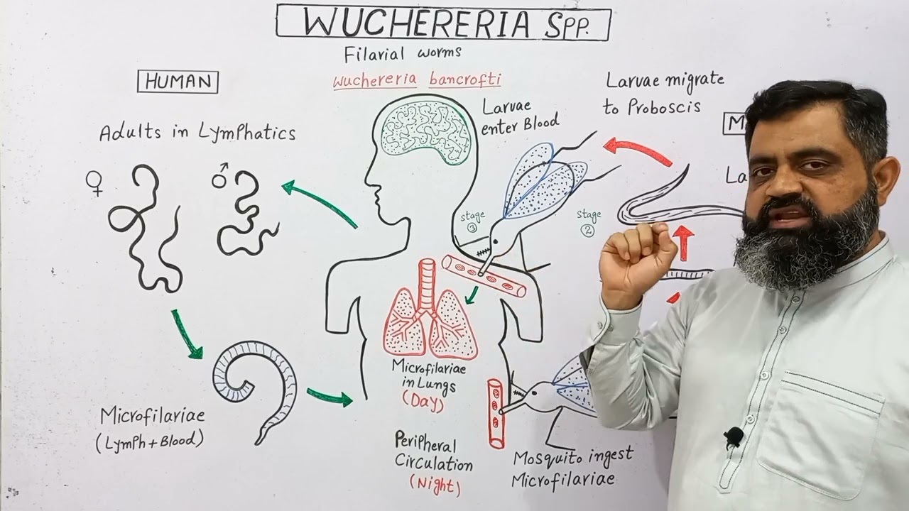 Life Cycle of Wuchereria English medium @prof.masoodfuzail| Filarial Worm | Elephentiasis |