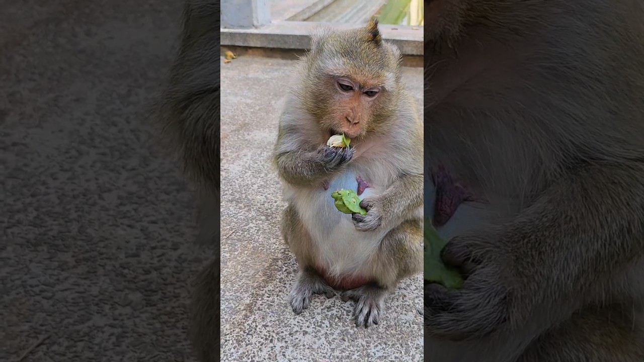 Feeds food Lotus fruit to Pregnant monkey #shorts #food  #animals