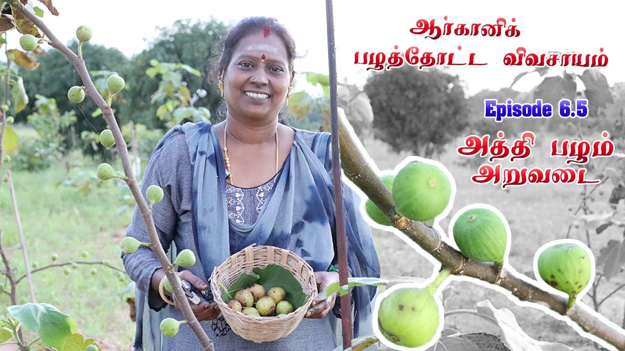 ஆர்கானிக் பழத்தோட்ட விவசாயம் - Episode 6.5 | அத்தி பழம் அறுவடை | Multivariate fruit farming