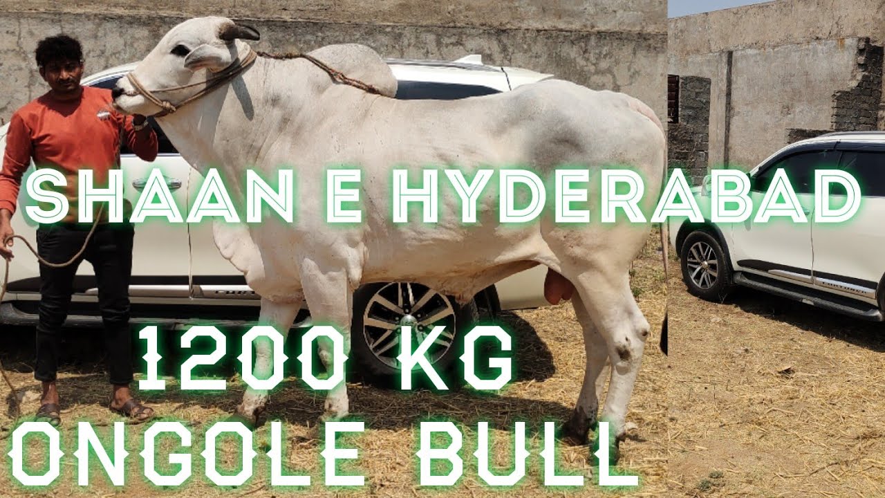pure quality Ongole bull  in Hyderabad | top quality bulls | Hyderabad ki shaan