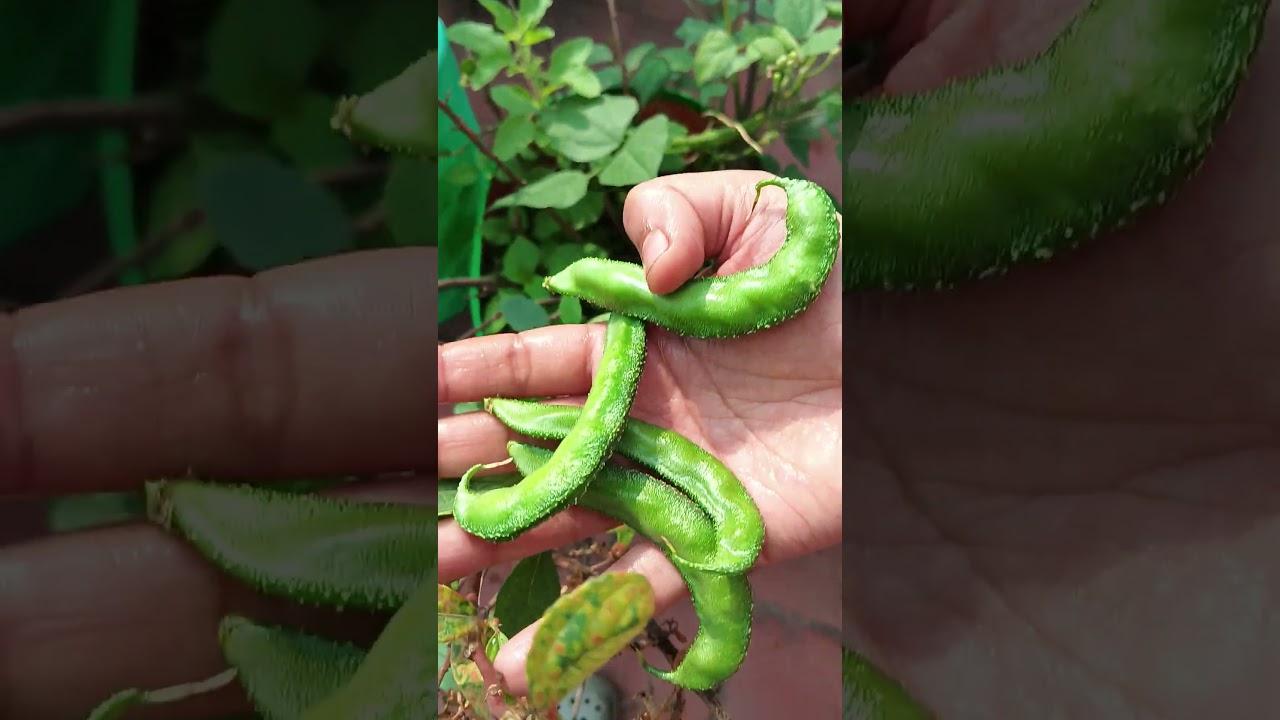 avarakai harvesting 