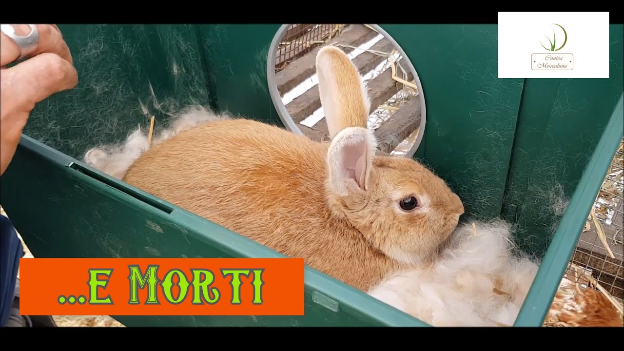 La Vita e la Morte in Fattoria-seconda parte