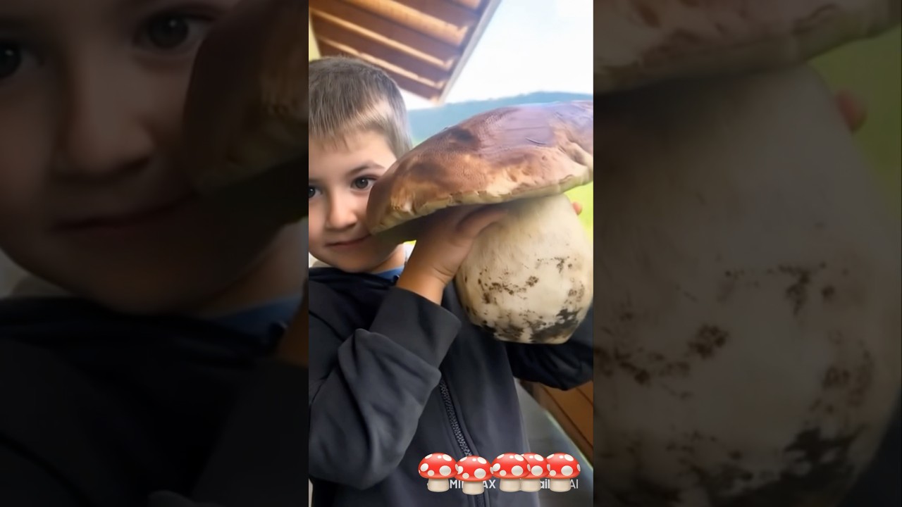 Grnde funghi porcini Pinicola 2025 #porcini #boletus #cepes #funghiporcini #fungi #2025 #italia