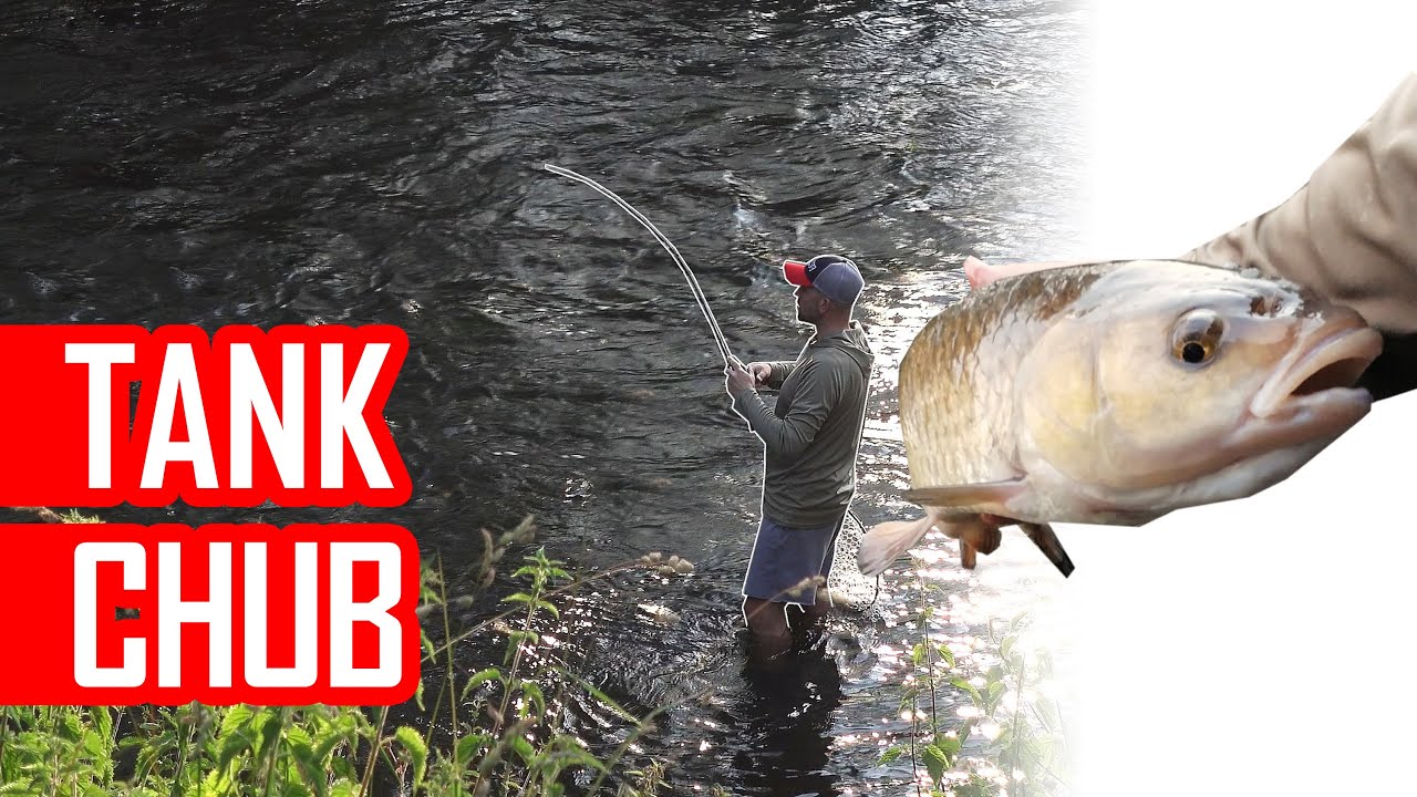 How to catch Big Chub on top water lures? A fantastic session!