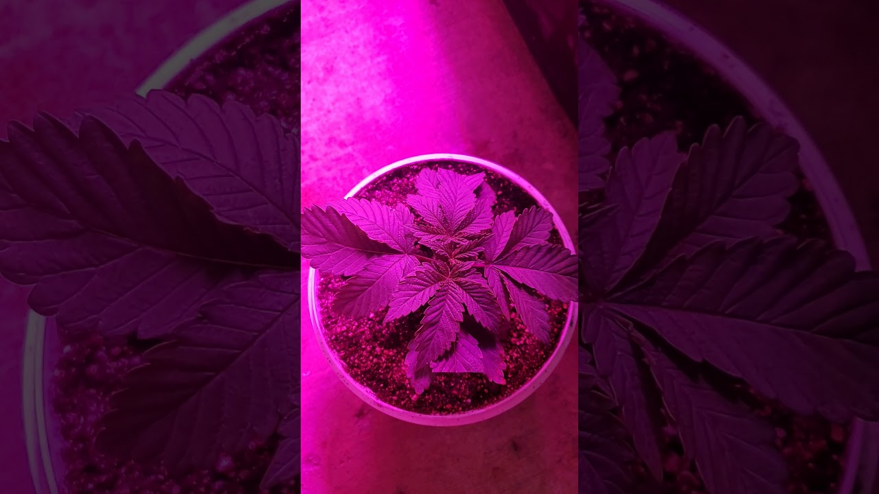 Day 3 of Flower for Venom OG and Napali Pink