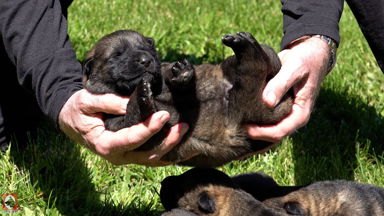 Christi & Isco's Puppies at 11 Days Old!