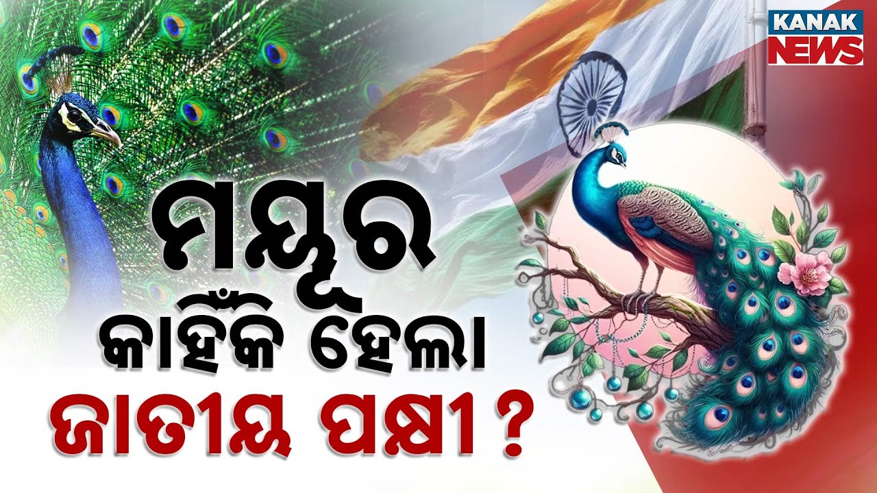Special Report: Why India Chose Peacock As The National Bird? History, Culture & Facts Explained