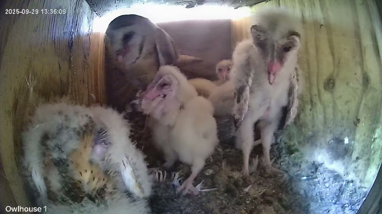 Feeding barn owl babies some extra mice