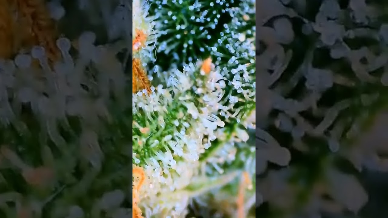Checking out my trichomes up close