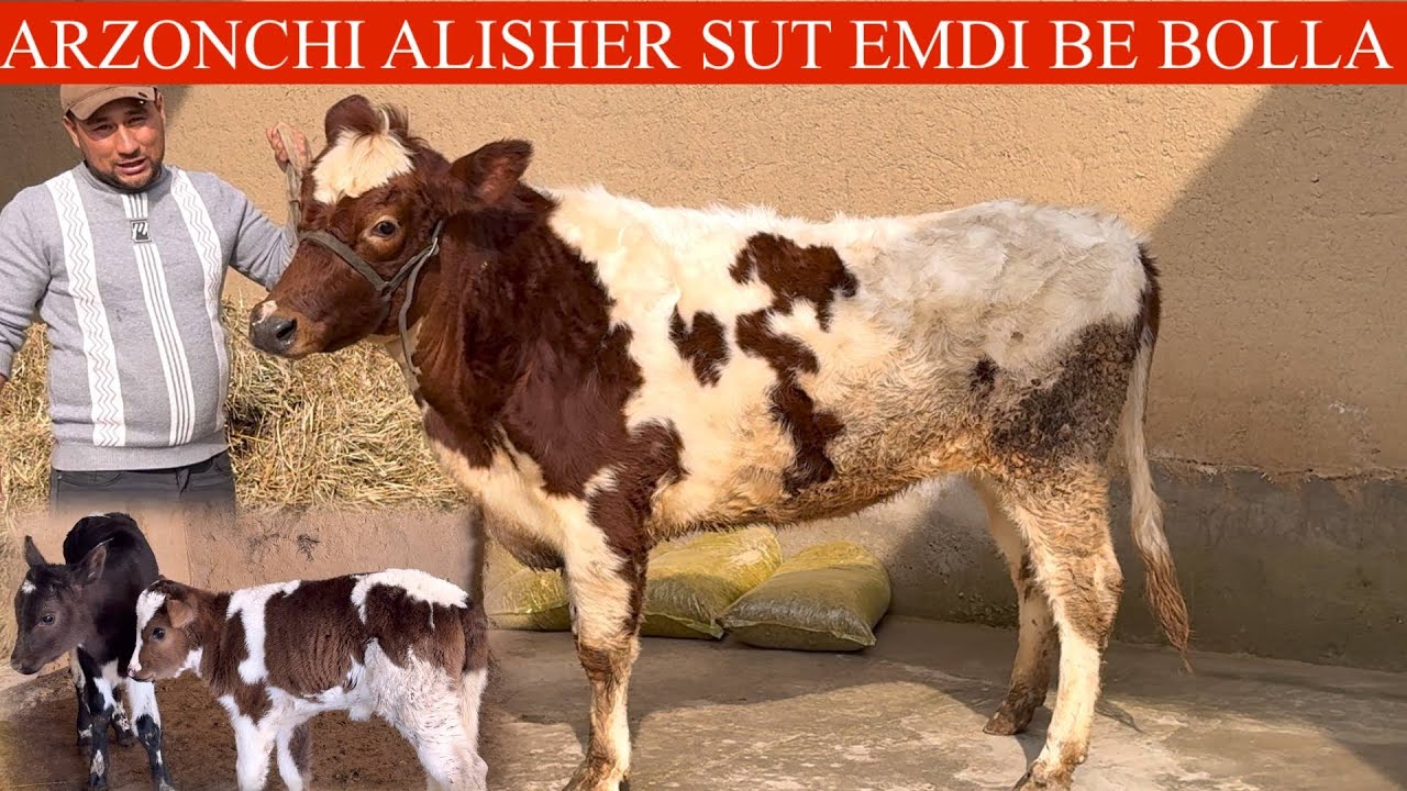 ARZONCHI😳BOLA🥛SUT EMDI VA NASILDOR GʻUNAJIN KELDI PULI ARZON🚘DASTAFKASI B💥🏃