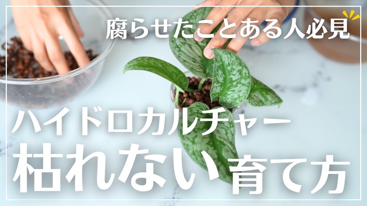 【無限に増やせる】実演解説！観葉植物をハイドロカルチャーで永遠に増やし育てる方法#観葉植物#植物