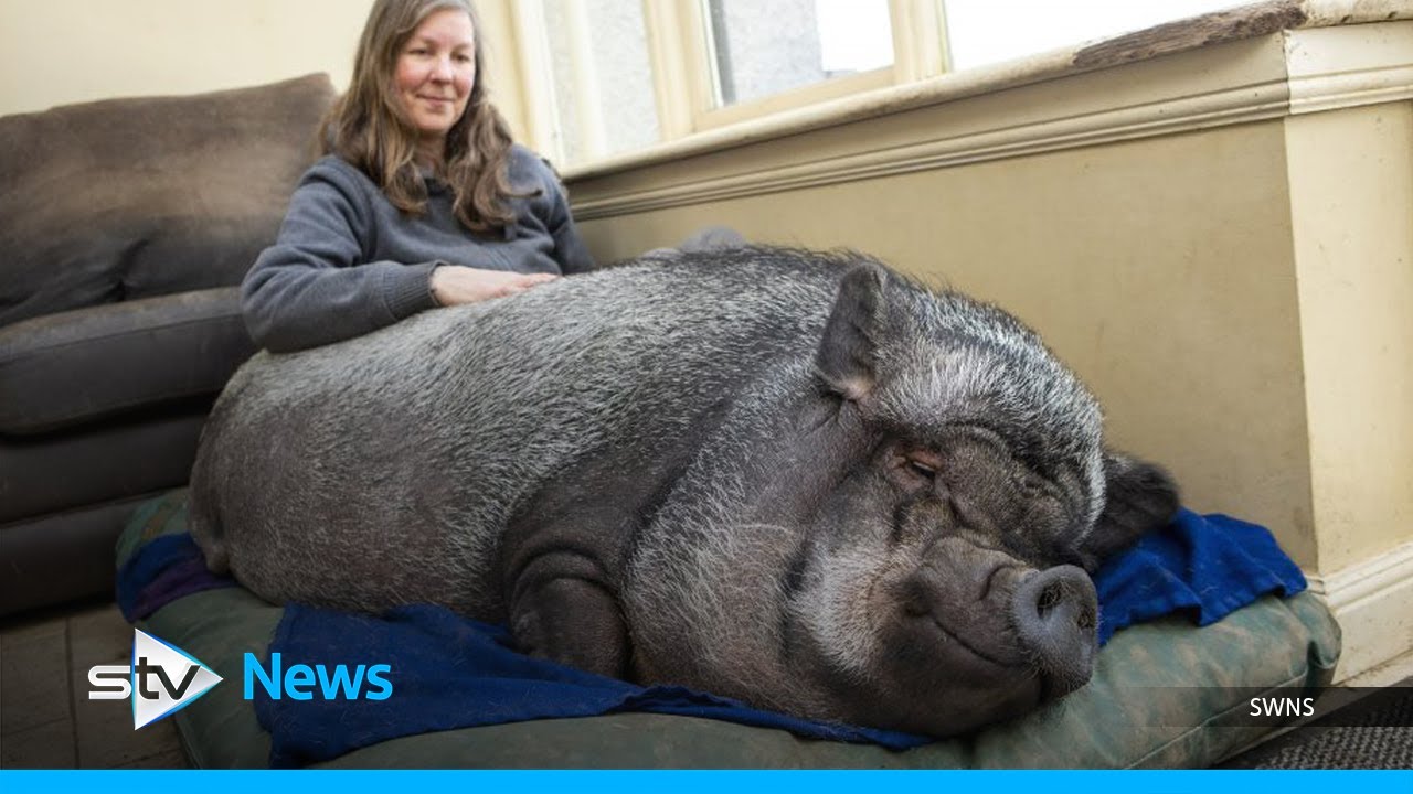 ‘Micropig’ living in family home after reaching 20 stone