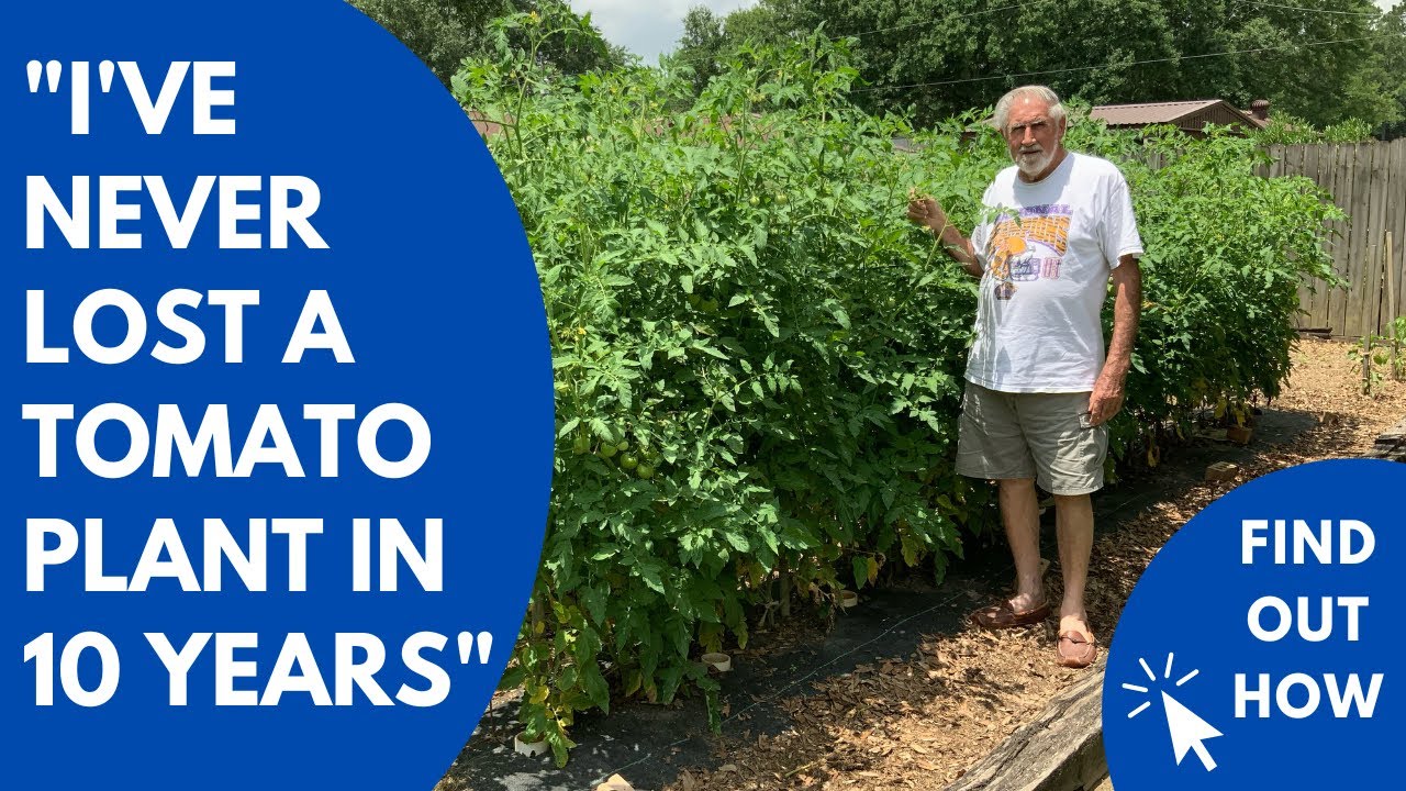3 Tips for Growing Tomatoes | Never lose a plant AGAIN!!