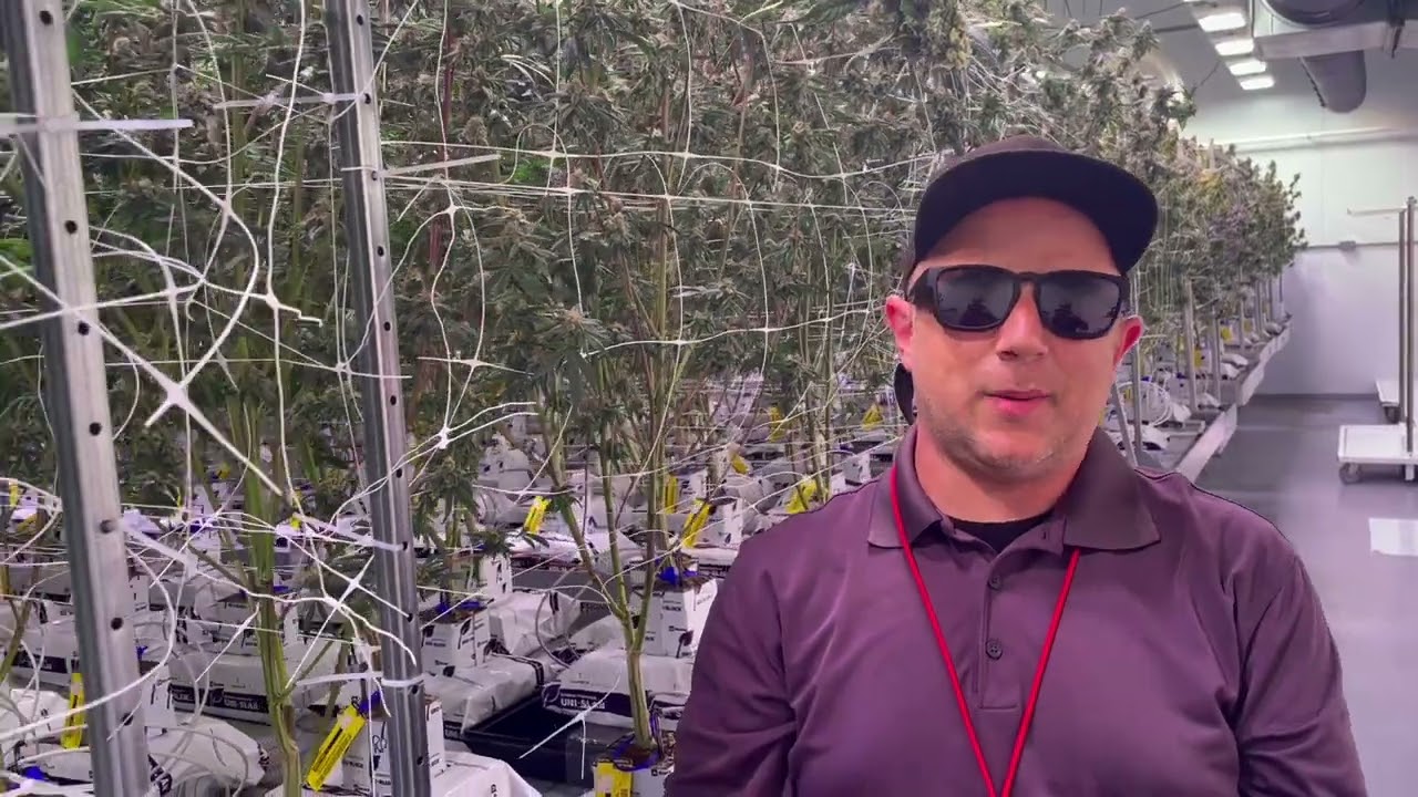 Another Level Feminized Photo Period cannabis seeds