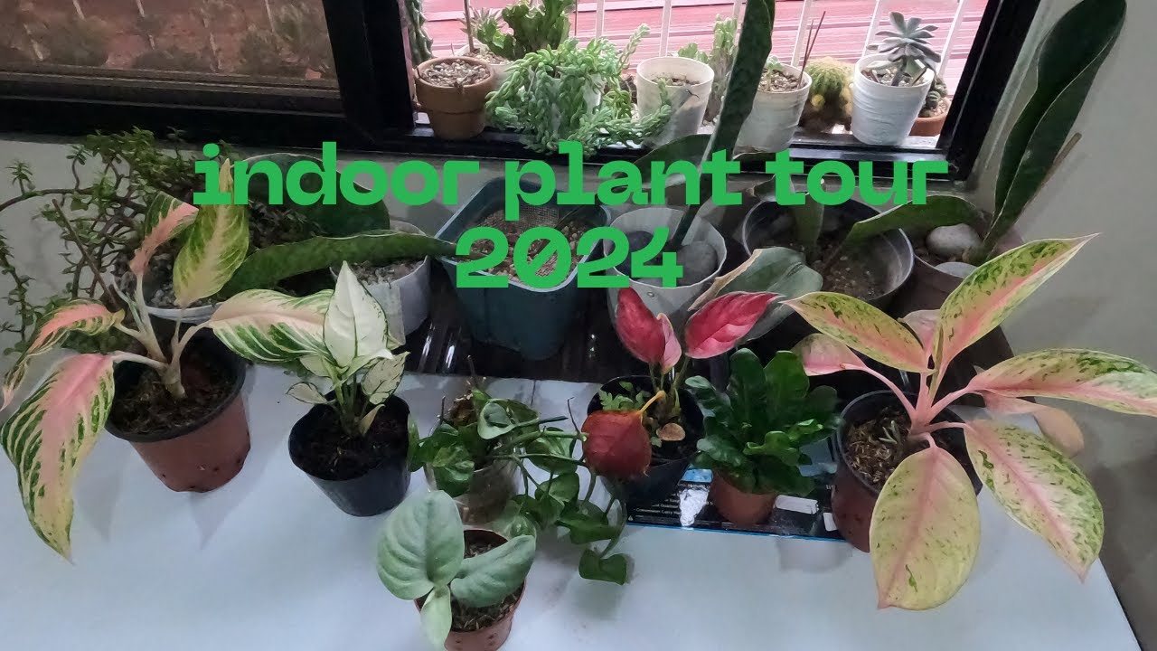 INDOOR PLANT TOUR 2024 @passion at60