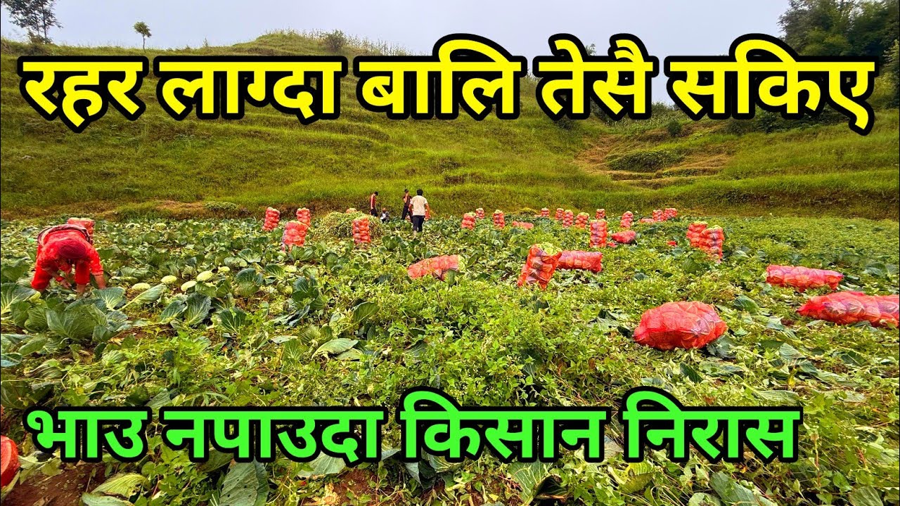 उजाडियो सपना कृषक को रहर लाग्दा बालि तेसै सकिए || Organic Cabbage Farming || Agriculture Farming 