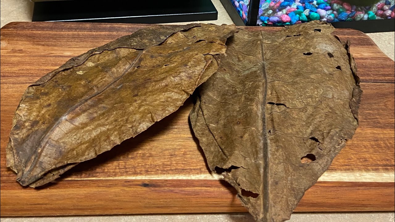 Using Indian Almond Leaf In Betta Tanks
