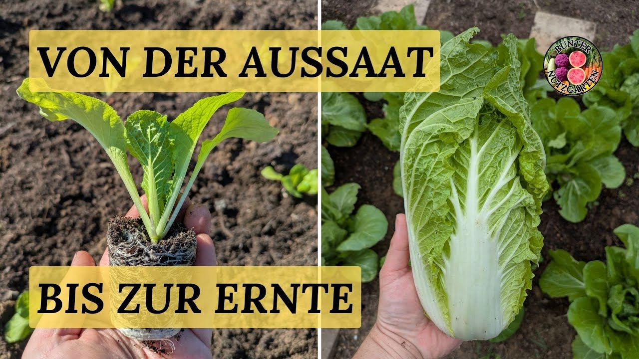 Chinakohl - von der Aussaat bis zur Ernte (im Frühjahr)