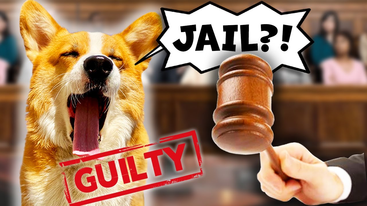 Corgi Is Sentenced to LIFE!