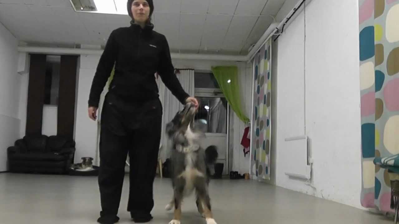 Teach your dog to march with high kicks!