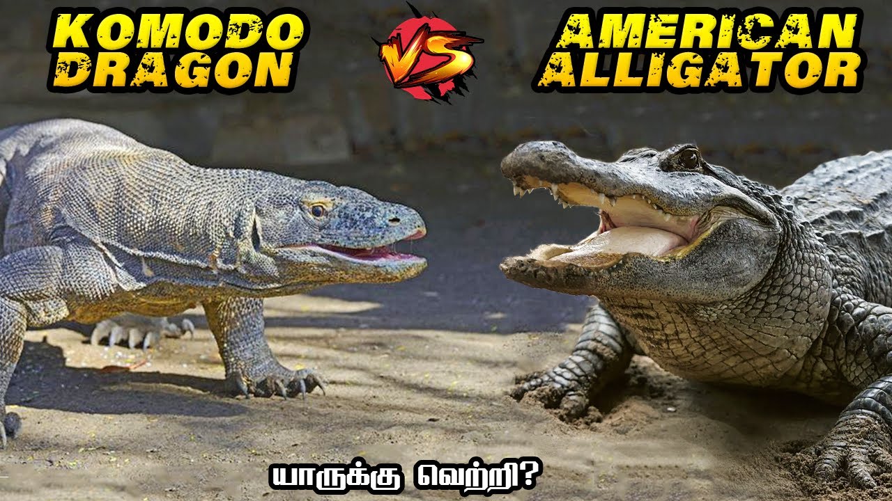 Komodo Dragon vs American Alligator in Tamil | கொமோடோ ட்ராகன் vs அமெரிக்கன் அலிகேட்டர் #savagepoint