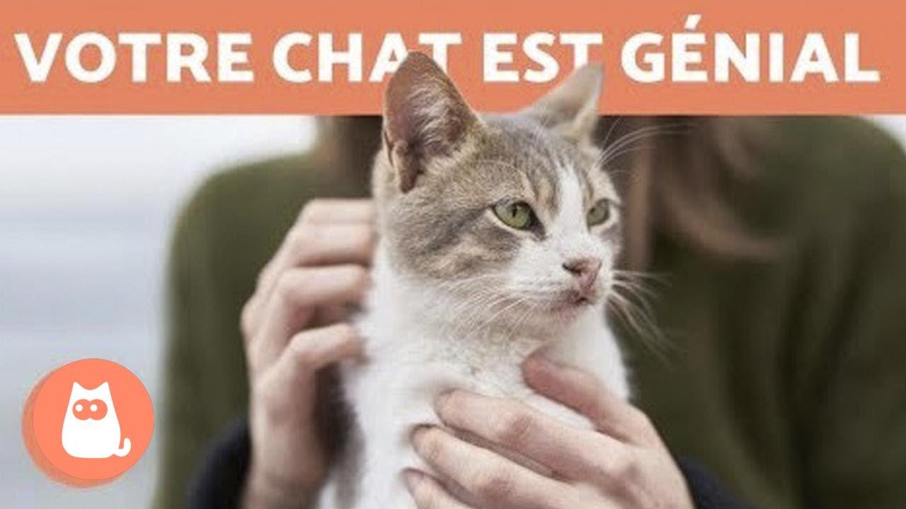 15 raisons qui expliquent pourquoi votre chat est génial 😻