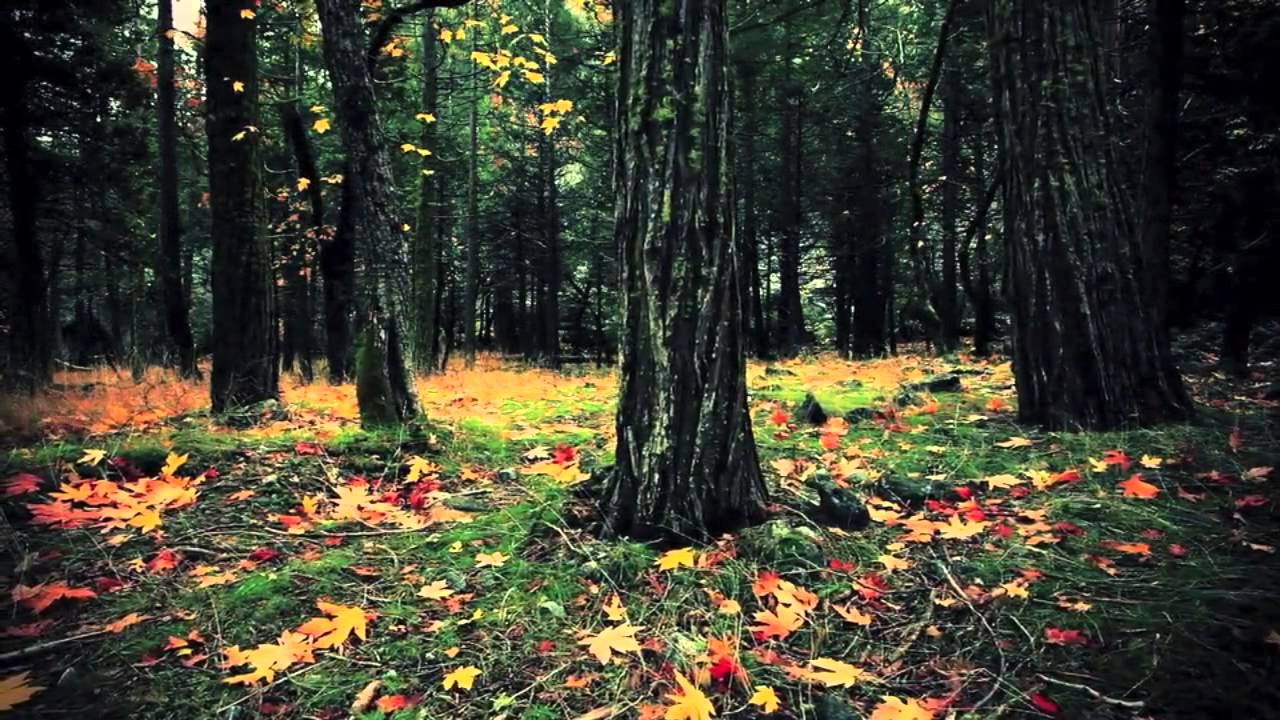 Sun KIl Moon   Among The Leaves