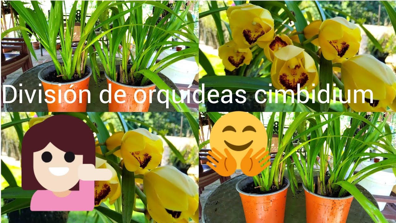 ¿COMO DIVIDIR ORQUÍDEAS CyMBIDIUM?