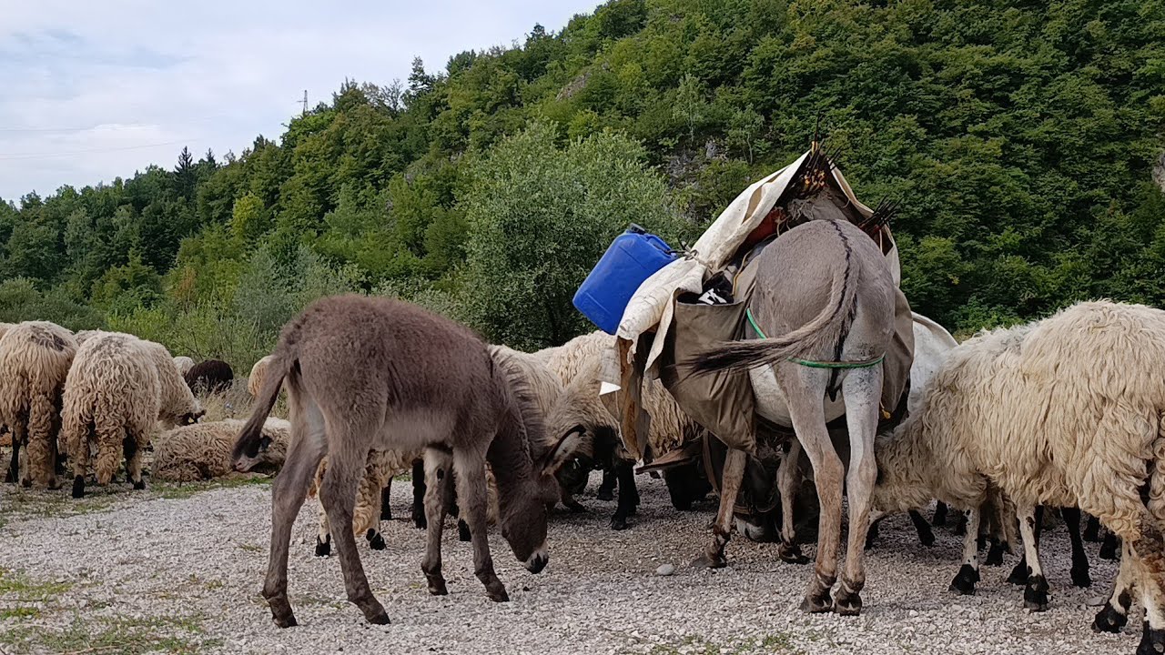 POVRATAK KUĆI IZ GLAMOČA NAKON 5 MJESECI -NOMADI ŽELJEZNOG POLJA 