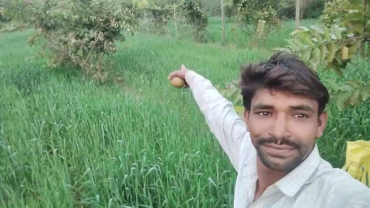 अमरूद की अनुकूल वेराइटी#viral #farming #lodhifarming #shortsviral #kheti #agriculture #short#fruit