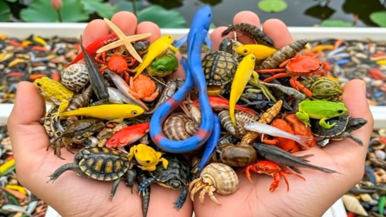 🦭Catching Crazy Sea Turtle,sealfish,Crabs,Snail and rare creatures#colorfulfishfishing