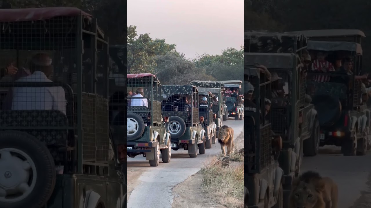 Embark on a mesmerizing journey to Gir National Park | Gujarat Tourism