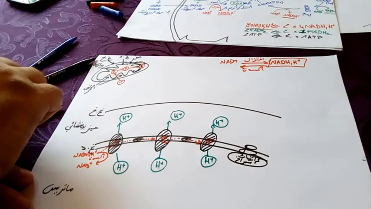 مراحل السلسلة التنفسية / التفسفر المؤكسد - الحلقة 3 -