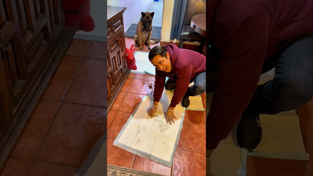 Enseña a tu perro a que haga del baño donde tu quieres 👌🏻💯 Garantizado 