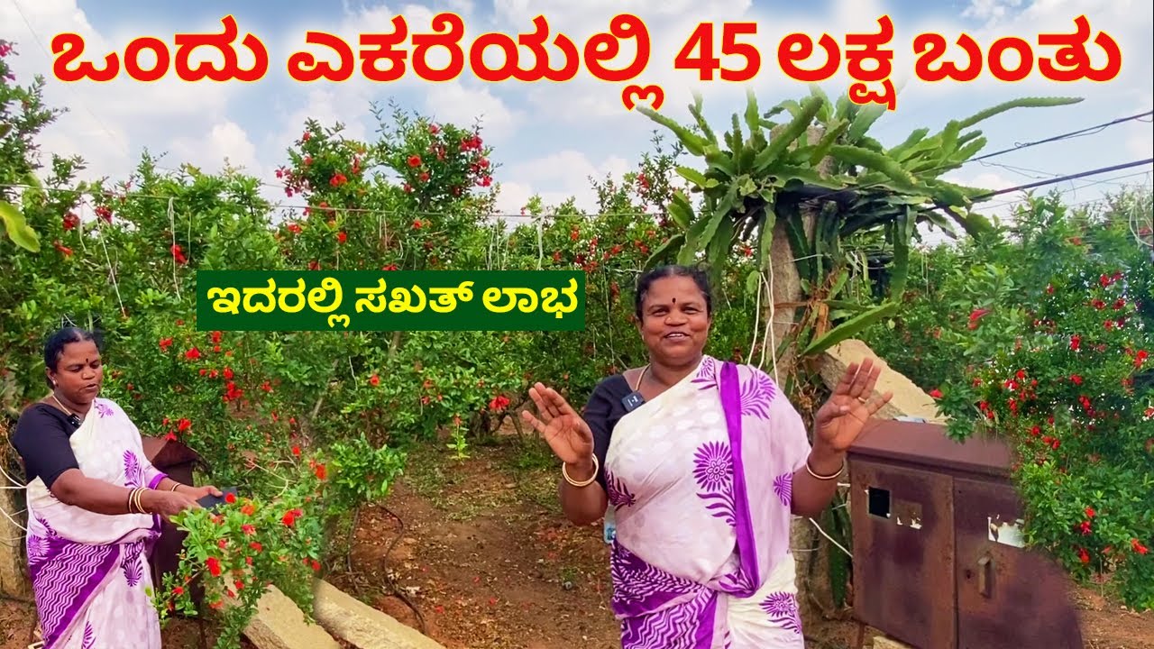 ಈ ಬೆಳೆ ಬಗ್ಗೆ ನನಗೆ ಏನೂ ಗೊತ್ತಿರಲಿಲ್ಲ | Farming in Kannada | Pomegranate farming in Karnataka | dalimbe
