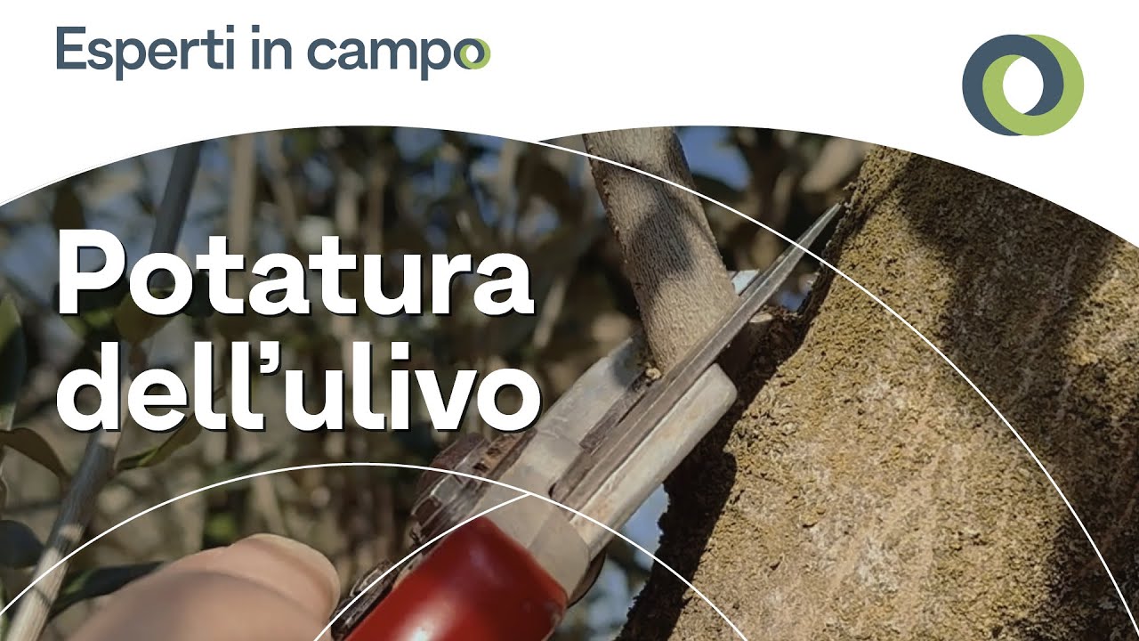La potatura dell'ulivo in collina