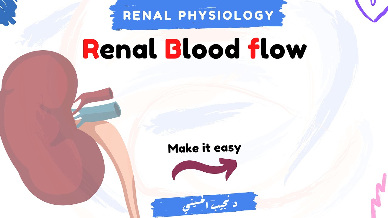 Renal Blood flow | Dr Nageeb