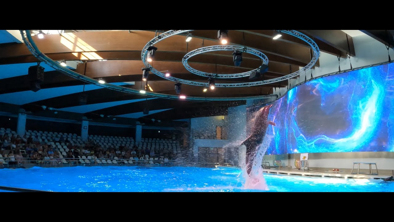 Delfīnus meklējot | Klaipēdas Delfinārijs | Dolphinarium | Lietuvos jūrų muziejus ir delfinariumas