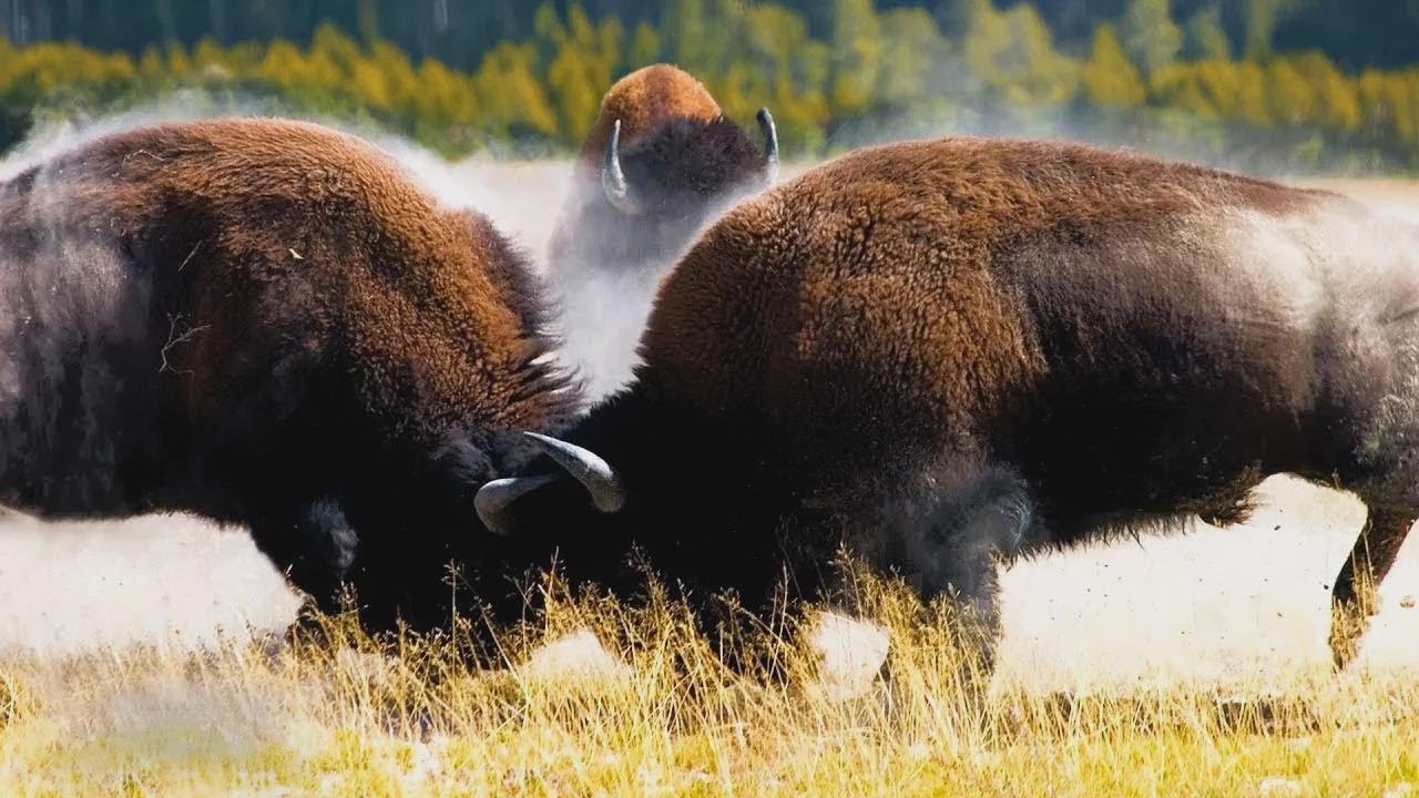 Bison d’Amérique : la force brute et le sale caractère du roi des plaines