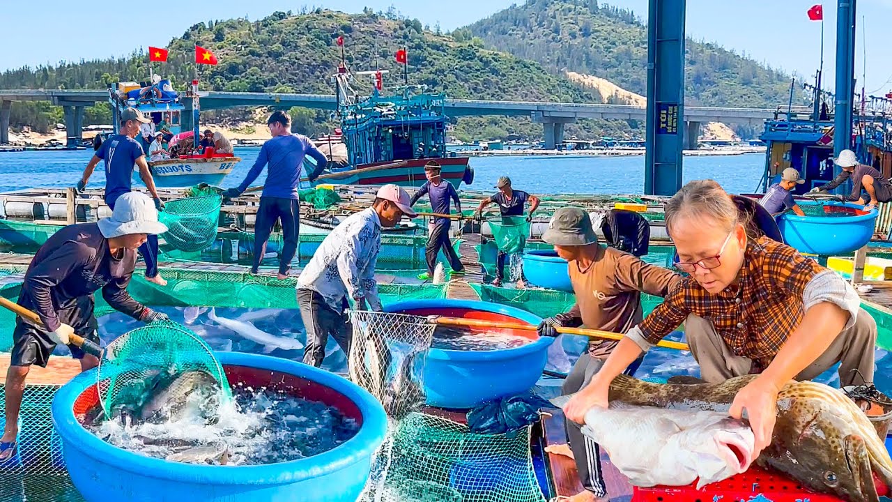 Đề Gi Bình Định Tắm Cá Bóp Bằng Nước Đá║Thương Cô Bán Dưa 1 Ngày Chỉ 6 Ngàn Đồng